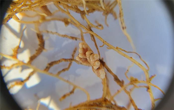 غده های تثبیت کننده ازت بر روی ریشه یونجه